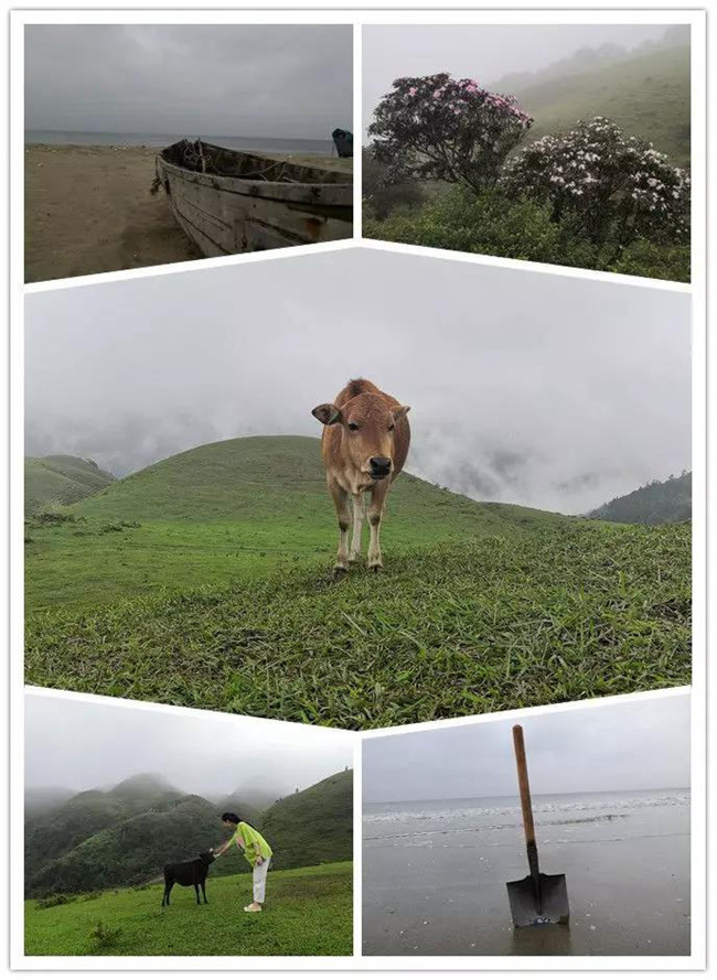 5月1日，陽(yáng)西藍(lán)袍藍(lán)看海，陽(yáng)春雞籠頂?shù)巧劫p高山杜鵑