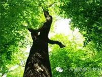 【博皓感悟】欲為大樹，莫與草爭