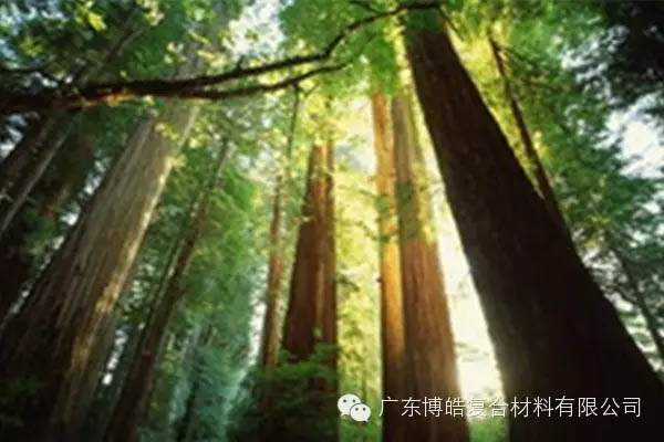 【博皓感悟】欲為大樹，莫與草爭-2