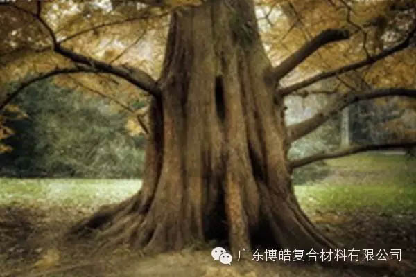 【博皓感悟】欲為大樹，莫與草爭-4